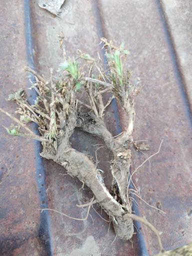 Вопросы для обсуждений: что за вредитель?