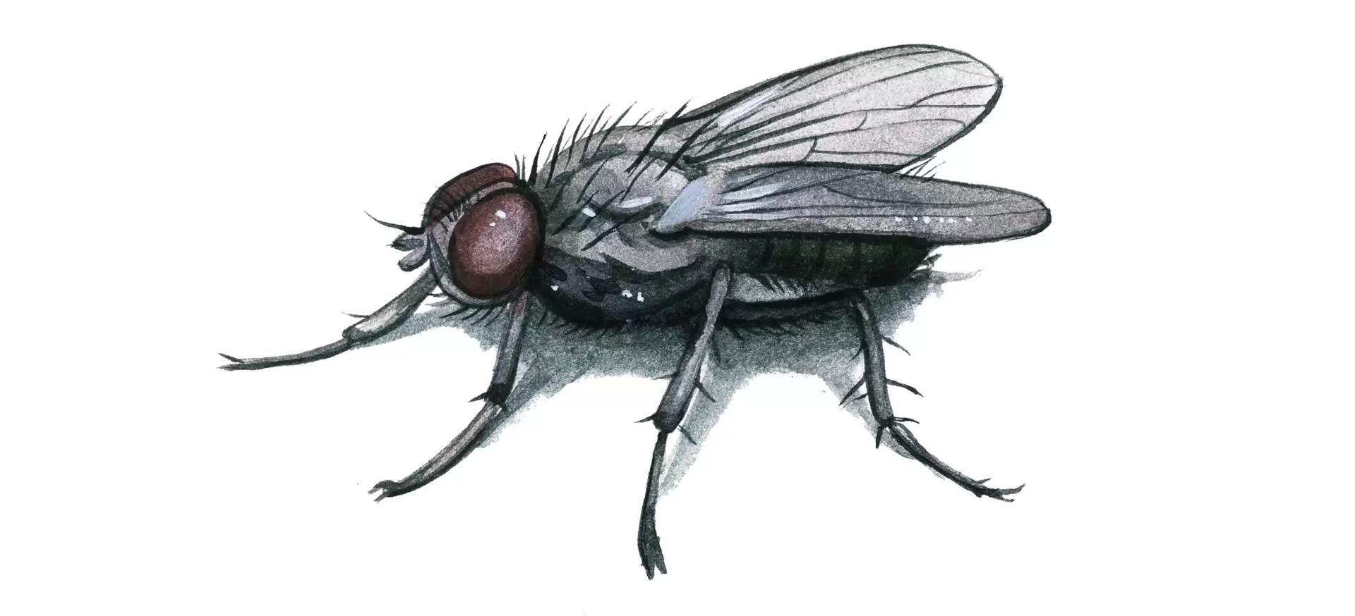 Сон муха большая. Яровая Муха Phorbia genitalis. Муха обыкновенная. Озимая Муха. Муха жигалка.