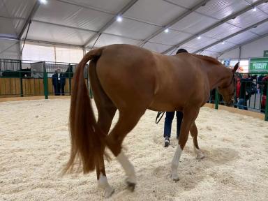 Донская порода лошадей