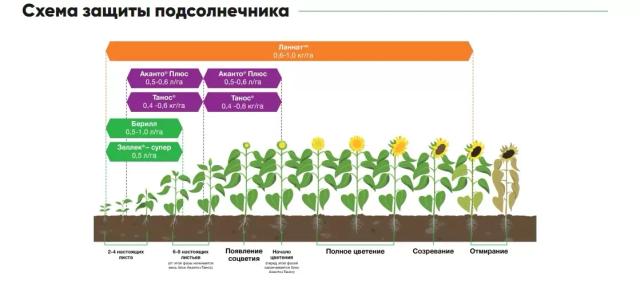 П 64 ЛЕ 136 - гибрид подсолнечника Пионер