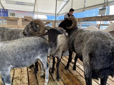 Каракульская порода овец