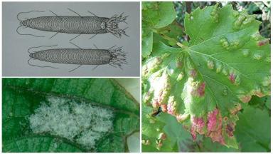 Виноградный войлочный клещ (виноградный зудень)