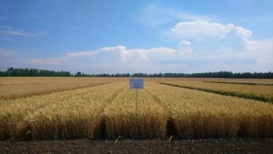 Сорта твердой пшеницы НЦЗ им. П.П.Лукьяненко