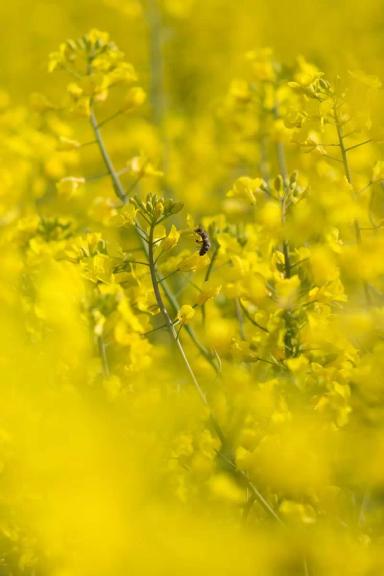 Клеопатра - сорт рапса ярового