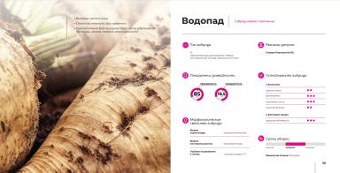 Водопад гибрид сахарной свеклы
