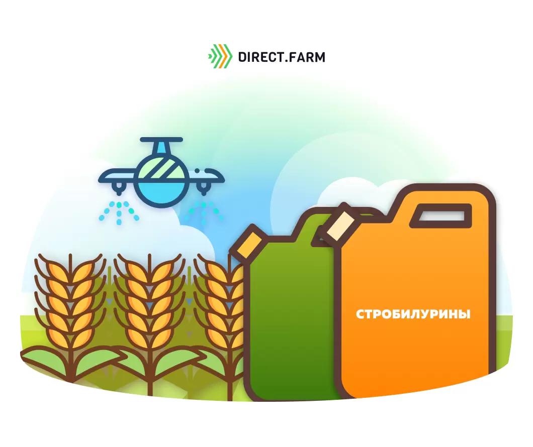 Как применять стробилурины?