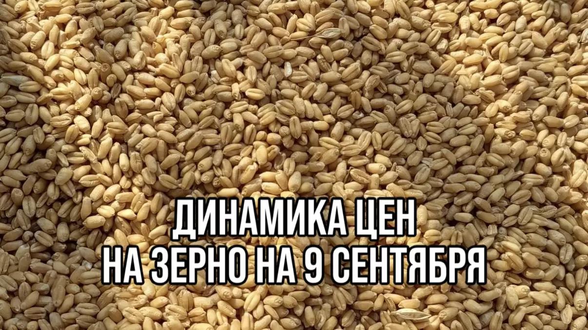 ДИНАМИКА ЦЕН НА ЗЕРНО НА 9 СЕНТЯБРЯ