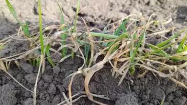 Пшеница озимая сорт Скипетр