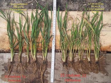 Озимая пшеница. Обработка регулятором роста Ретацел-750 ВК.