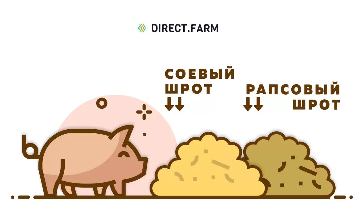 Соевый и рапсовый шрот в кормлении свиней