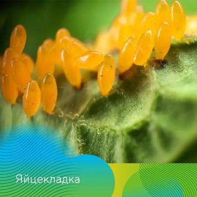 Скутум® против колорадского жука