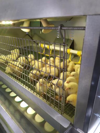 Суточный бройлер поставлен на подращевание.