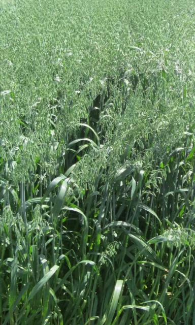 Авеню (AVENUE) сорт овса ярового