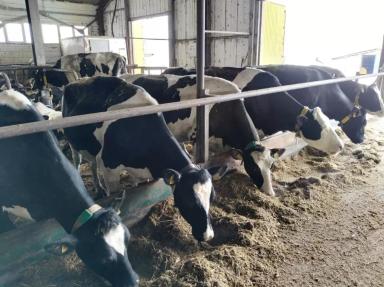 Использование ферментативно-пробиотической добавки «Румит» в кормлении.