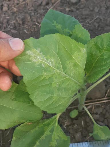 Агромониторинг 