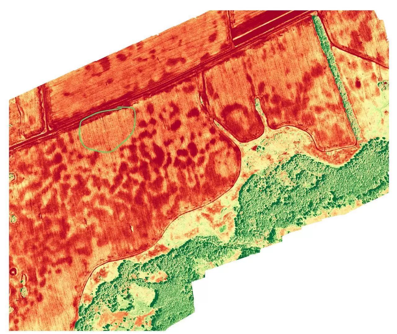 С чем может быть связано угнетение кукурузы? 


