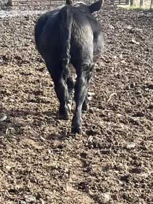 Вопросы из чатов: что делать, если теленка раздуло?