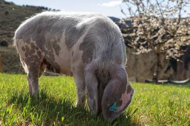 Бизаро – порода свиней 