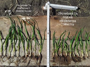 Озимая пшеница. Обработка регулятором роста Ретацел-750 ВК.