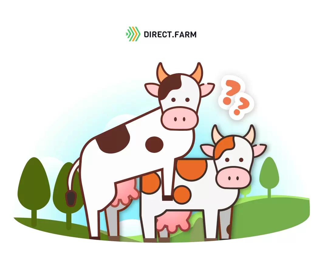 Почему корова при повторном осеменении приходит в охоту?