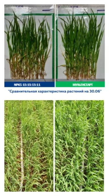 Эффективность применения биомодифицированного удобрения МультиСтарт