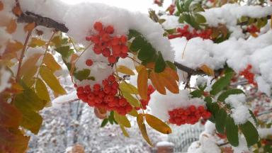 Первый снег в этом году таять не собирается, идет всю неделю...