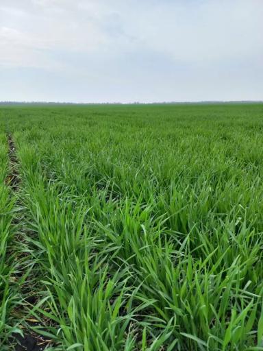 Осмотр полей. Воронежская область,Таловский  район.