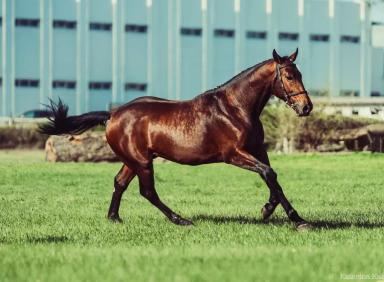 Тракененская порода лошадей