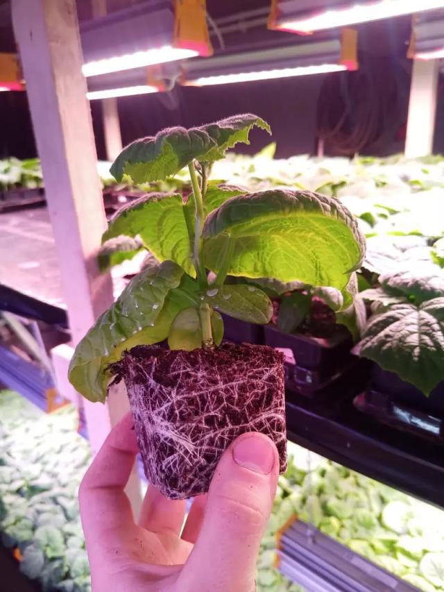 Светильники для рассады правда нужны?