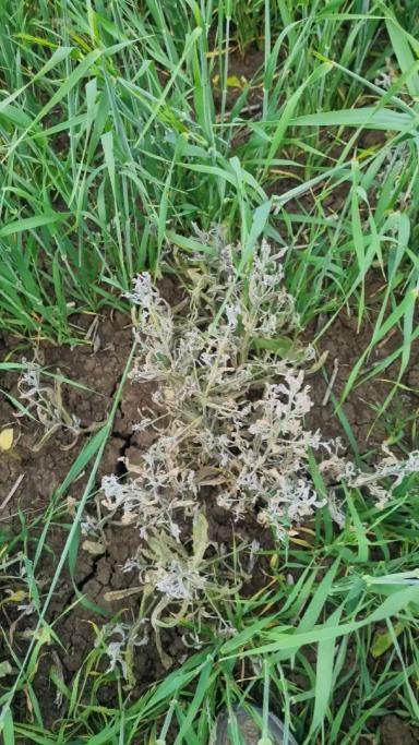 Мониторинг и борьба с вредителями