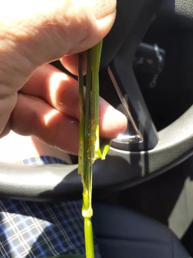 Злаковая листовертка