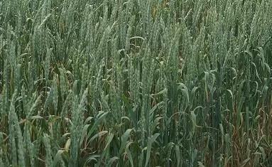 Зауральская волна сорт мягкой яровой пшеницы