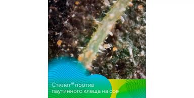 Стилет® против паутинного клеща на сое