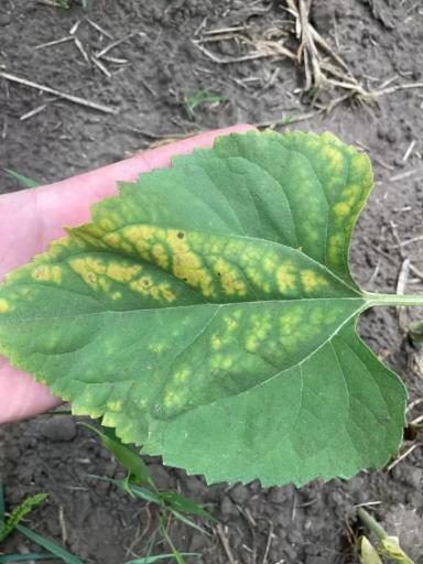 Поражение листьев подсолнечника