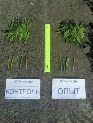 Листовые подкормки продуктами SOLAR NPK micro. Результаты опыта