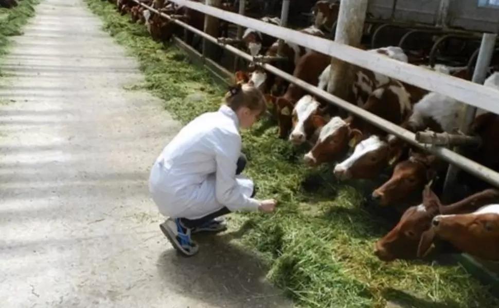 Эксперты: на российском рынке растет доля импортного племенного скота