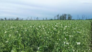 Выбор сорта гороха на зерно