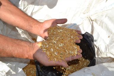 Пшеница завершила дистанцию на орошении и богаре на Агрополигоне "Приволжье"