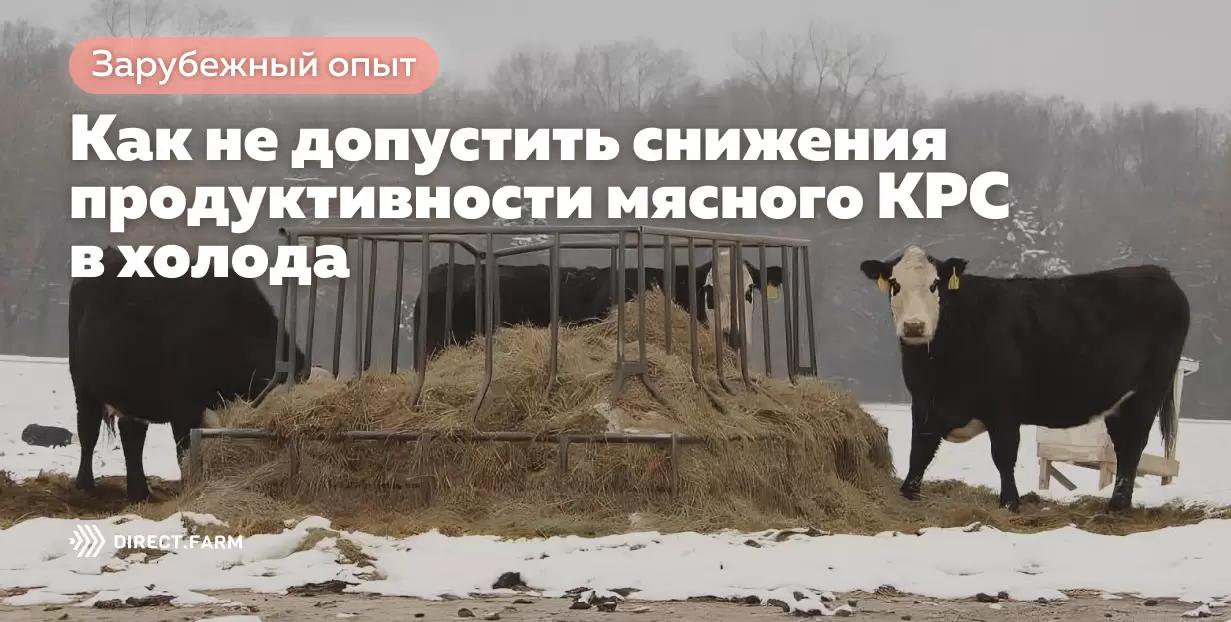 Как не допустить снижения продуктивности мясного КРС в холода