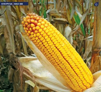 МАС 34 Б - гибрид кукурузы ( Zea mays L.).