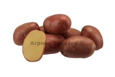 Эволюшен (EVOLUTION) картофель