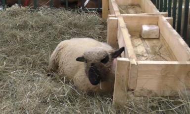 Оксфорд Даун - порода овец