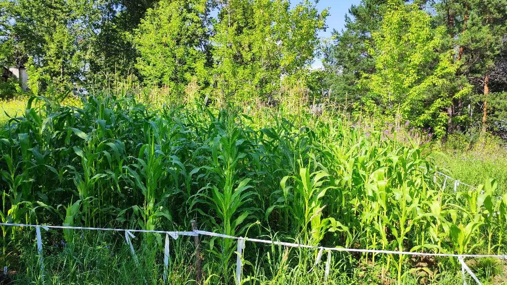 Влияние ряда стимуляторов на пшеницу, кукурузу и рапс. Продолжение 2