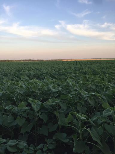 Санай сингента по системе ноу тил 