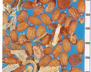 Пастушья сумка