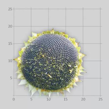 ЛГ 5478 подсолнечник