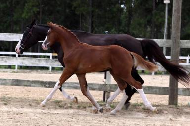 Ганноверская порода лошадей