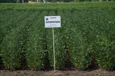 Сорта сои ФНЦ ВНИИМК им.В.С.Пустовойта