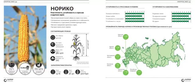 Норико гибрид кукурузы