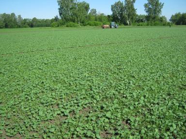 Эксперимент. Выращивание ярового рапса в зерновом севообороте.